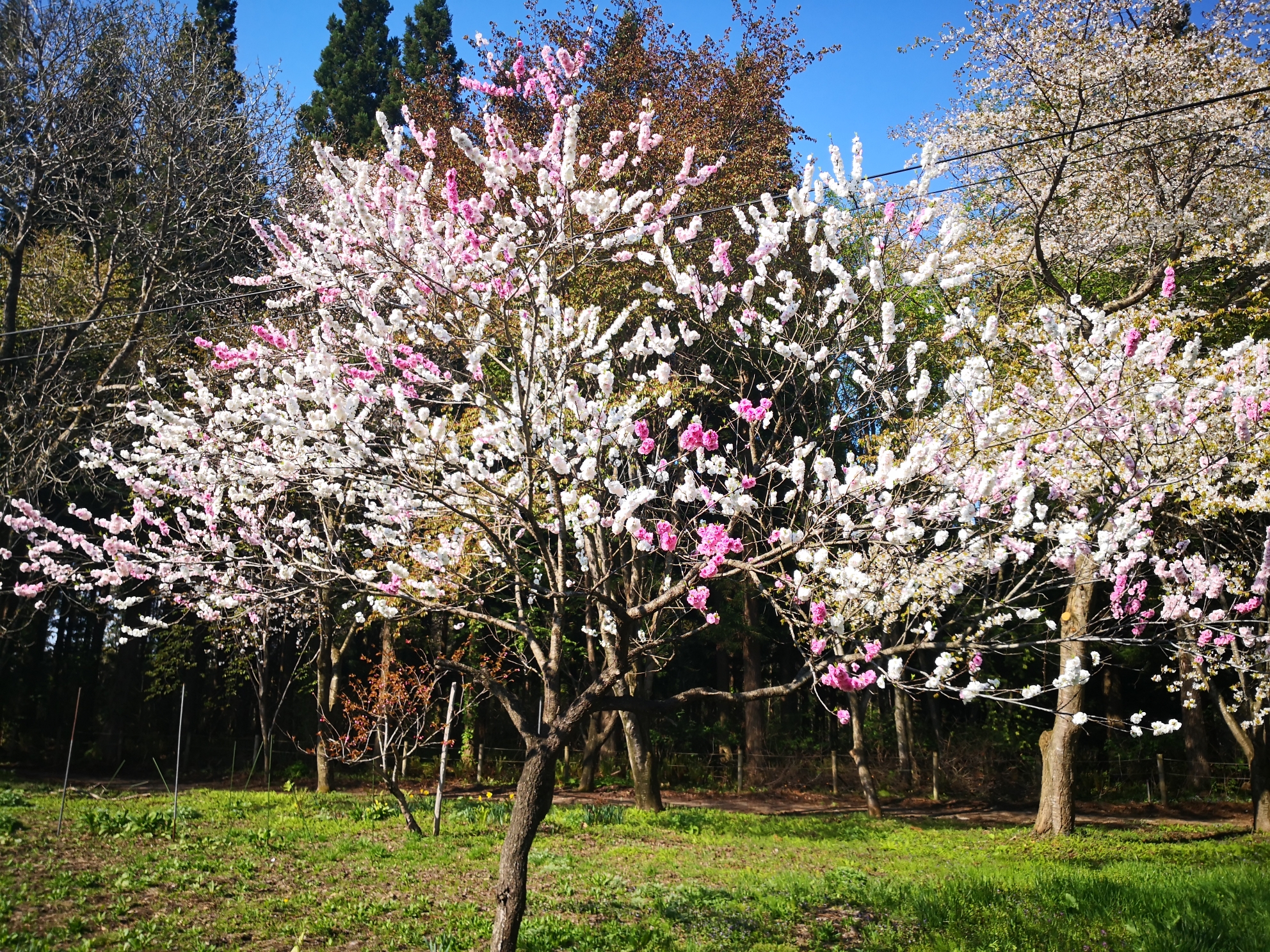 美土里会の自然紹介 ～2色の桃の木～